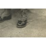 Dékány műterem, Karcag, kisfiú sapkában, játék lóval, 1920-es évek, Eredeti fotó, papírkép.  