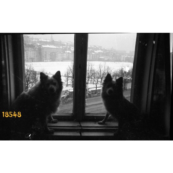 Vérmező, Krisztinaváros az Attila út Mikó utca sarki lakásból fényképezve, kutyák az ablakban, Budapest, 1930-as évek, Eredeti fotó negatív!  