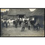 Magyar katonák helyi paraszttal, állatok, lovak, tehenek, egyenruha, 1. világháború, 1910-es évek, keleti hadszíntér, Eredeti fotó, papírkép.   