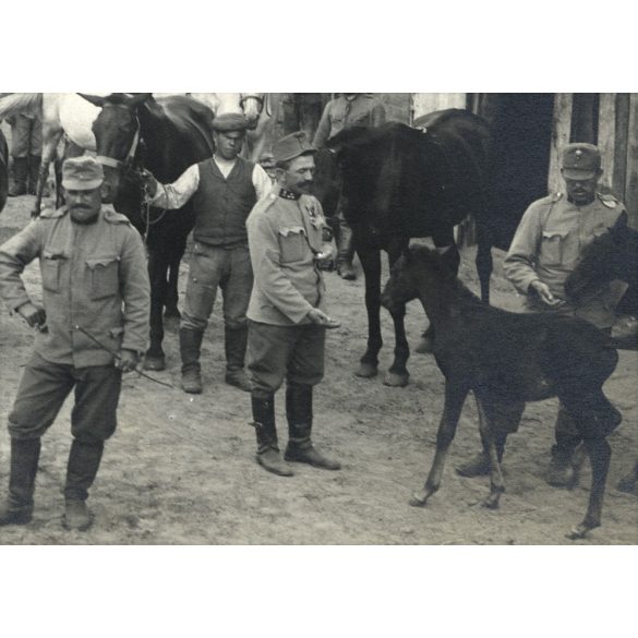Magyar katonák helyi paraszttal, állatok, lovak, tehenek, egyenruha, 1. világháború, 1910-es évek, keleti hadszíntér, Eredeti fotó, papírkép.   