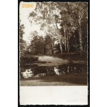 Tájkép nyírfákkal, Seenger Ida feminista aktivista jelzett fotója, 1920-as évek, Eredeti képeslap-fotó, papírkép.  