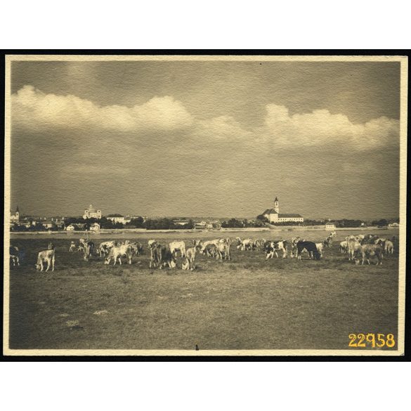 Vác látképe, a Szentendrei-szigetről, Duna, város, tehéncsorda, mezőgazdaság, 1938, 1930-es évek, Eredeti fotó, papírkép.  