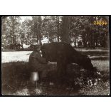 Magyar katona tehenet fej, 1. világháború, tábori konyha, olasz hadszíntér, egyenruha, 1915, 1910-es évek, Eredeti fotó, papírkép.  