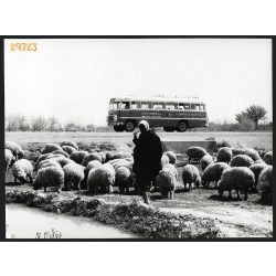   Nagyobb méret, Ikarus autóbusz arab felirattal, Irak, busz, jármű, közlekedés, 1960-as évek. Eredeti fotó, papírkép.  