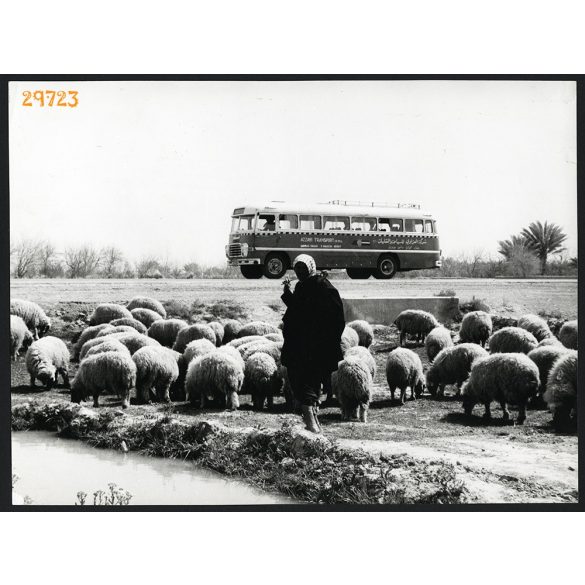 Nagyobb méret, Ikarus autóbusz arab felirattal, Irak, busz, jármű, közlekedés, 1960-as évek. Eredeti fotó, papírkép.  