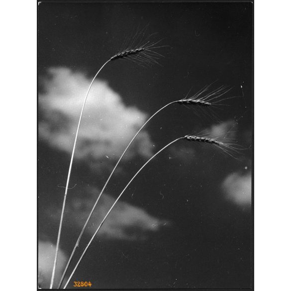 Nagyobb méret, Szendrő István fotóművészeti alkotása, csendélet három kalásszal, felhőkkel, 1930-as évek. Eredeti, pecséttel jelzett fotó, papírkép, Agfa Brovira papíron, szélén kis törés nyoma. Dekor