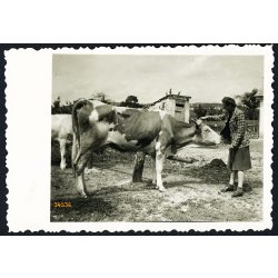   Fiatal nő tehenekkel, Csór, falu, mezőgazdaság, gazdasági udvar, állat, Fejér megye, helytörténet, 1940-es évek, Eredeti fotó, papírkép.  