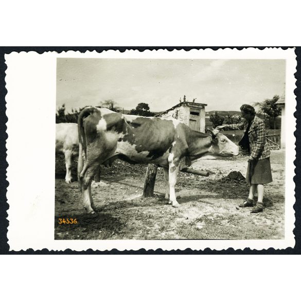 Fiatal nő tehenekkel, Csór, falu, mezőgazdaság, gazdasági udvar, állat, Fejér megye, helytörténet, 1940-es évek, Eredeti fotó, papírkép.  