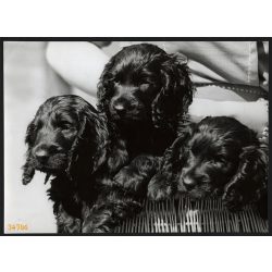   Nagyobb méret, Szendrő István fotóművészeti alkotása, kiskutyák, 1930-as évek. Eredeti, pecséttel jelzett fotó, papírkép, Agfa Brovira papíron. Dekorációnak, ajándéknak is kiváló.