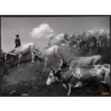 Nagyobb méret, Szendrő István fotóművészeti alkotása. Szürkemarhák tehenekkel, pásztor népviseletben, Hortobágy, néprajz, magyaros stílus, helytörténet, állat,  1930-as évek. Eredeti, pecséttel jelzet