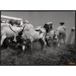 Nagyobb méret, Szendrő István fotóművészeti alkotása. Szürkemarhák tehenekkel, pásztor népviseletben, Hortobágy, néprajz, magyaros stílus, helytörténet, állat,  1930-as évek. Eredeti, pecséttel jelzet