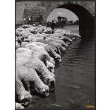 Nagyobb méret, Szendrő István fotóművészeti alkotása. Pásztor juhnyájjal, itatás, néprajz, mezőgazdaság, állatok, magyaros stílus, 1930-as évek. Eredeti, pecséttel jelzett fotó, papírkép, Agfa Brovira