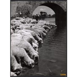   Nagyobb méret, Szendrő István fotóművészeti alkotása. Pásztor juhnyájjal, itatás, néprajz, mezőgazdaság, állatok, magyaros stílus, 1930-as évek. Eredeti, pecséttel jelzett fotó, papírkép, Agfa Brovira