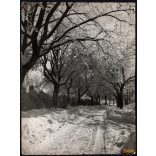 Nagyobb méret, Szendrő István fotóművészeti alkotása. Téli tájkép havas fákkal, 1930-as évek. Eredeti, pecséttel jelzett fotó, papírkép. Dekorációnak, ajándéknak is kiváló.