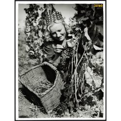   Nagyobb méret, Szendrő István fotóművészeti alkotása. Szüret, fiatal lány kosárral, szőlő, mezőgazdaság, néprajz, zsáner, 1940-as évek. Eredeti, pecséttel jelzett fotó, papírkép, Agfa Brovira papíron.