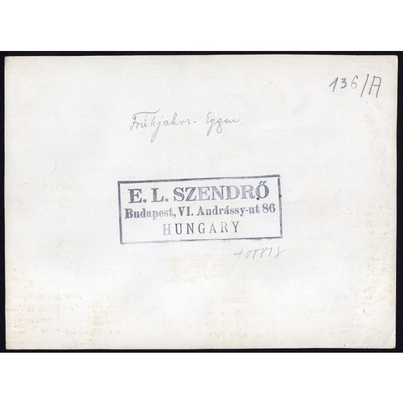 Nagyobb méret, Szendrő István fotóművészeti alkotása. Boronálás szürkemarhákkal, mezőgazdaság, paraszt, néprajz, zsáner, állatok, foglalkozás, 1930-as évek. Eredeti, pecséttel jelzett fotó, papírkép. 