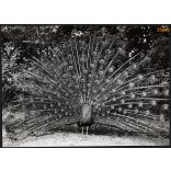 Nagyobb méret, Szendrő István fotóművészeti alkotása. Páva, madár, tollak, 1930-as évek. Eredeti, pecséttel jelzett fotó, papírkép, Agfa Brovira papíron. Dekorációnak, ajándéknak is kiváló.