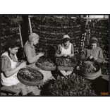 Nagyobb méret, Szendrő István fotóművészeti alkotása. Asszonyok, piros paprikával, 1930-as évek. Eredeti, pecséttel jelzett fotó, papírkép, Agfa Brovira papíron. Dekorációnak, ajándéknak is kiváló. 