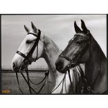 Nagyobb méret, Szendrő István fotóművészeti alkotása. Lovak, állatok, zsáner, 1930-as évek. Eredeti, pecséttel jelzett fotó, papírkép, Agfa Brovira papíron. Dekorációnak, ajándéknak is kiváló. 