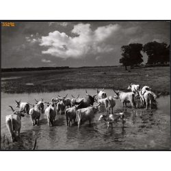   Nagyobb méret, Szendrő István fotóművészeti alkotása. Szürkemarhák a vízben, Hortobány, néprajz, helytörténet, 1930-as évek. Eredeti, pecséttel jelzett fotó, papírkép, Agfa Brovira papíron. Dekoráción