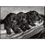 Nagyobb méret, Szendrő István fotóművészeti alkotása. Kiskutyák kosárban, zsáner, állat, 1930-as évek. Eredeti, pecséttel jelzett fotó, papírkép, Agfa Brovira papíron. Dekorációnak, ajándéknak is kivá