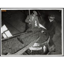   Nagyobb méret, Szendrő István fotóművészeti alkotása. Szőlő feldolgozás, szőlő préselés, 1930-as évek. Eredeti, pecséttel jelzett fotó, papírkép, Agfa Brovira papíron. Dekorációnak, ajándéknak is kivá