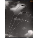 Nagyobb méret, Szendrő István fotóművészeti alkotása. Búzakalász, természet fotó, 1930-as évek. Eredeti, pecséttel jelzett fotó, papírkép. Dekorációnak, ajándéknak is kiváló. 