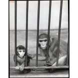 Nagyobb méret, Szendrő István fotóművészeti alkotása. Majmok rács mögött, 1930-as évek. Eredeti, pecséttel jelzett fotó, papírkép. Dekorációnak, ajándéknak is kiváló. 