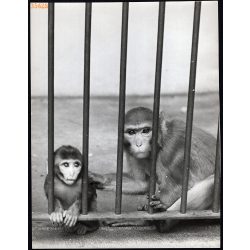   Nagyobb méret, Szendrő István fotóművészeti alkotása. Majmok rács mögött, 1930-as évek. Eredeti, pecséttel jelzett fotó, papírkép. Dekorációnak, ajándéknak is kiváló. 