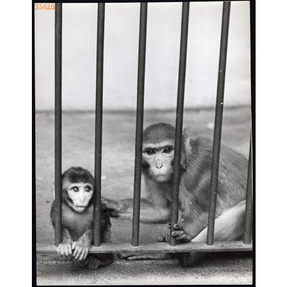 Nagyobb méret, Szendrő István fotóművészeti alkotása. Majmok rács mögött, 1930-as évek. Eredeti, pecséttel jelzett fotó, papírkép. Dekorációnak, ajándéknak is kiváló. 