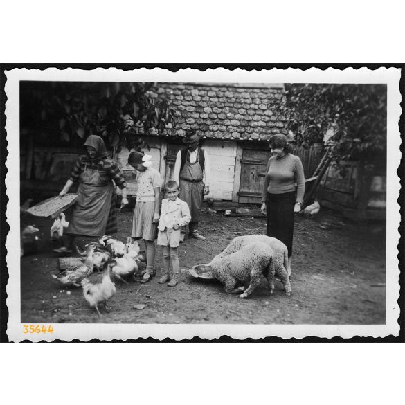 Bakonyszentlászló, falusi élet, állat etetés, helytörténet, 1938. augusztus, 1930-as évek, Eredeti fotó, papírkép.  
