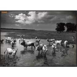   Nagyobb méret, Szendrő István fotóművészeti alkotása. Szürke marhák a mezőn, 1930-as évek. Eredeti, pecséttel jelzett fotó, papírkép, Agfa Brovira papíron. Dekorációnak, ajándéknak is kiváló. 