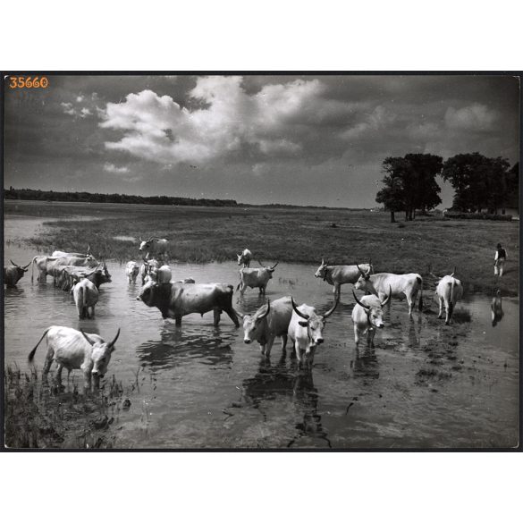 Nagyobb méret, Szendrő István fotóművészeti alkotása. Szürke marhák a mezőn, 1930-as évek. Eredeti, pecséttel jelzett fotó, papírkép, Agfa Brovira papíron. Dekorációnak, ajándéknak is kiváló. 