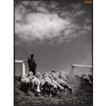 Nagyobb méret, Szendrő István fotóművészeti alkotása. Juhász ostorral, juhok, 1930-as évek. Eredeti, pecséttel jelzett fotó, papírkép, Agfa Brovira papíron. Dekorációnak, ajándéknak is kiváló. 