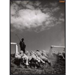   Nagyobb méret, Szendrő István fotóművészeti alkotása. Juhász ostorral, juhok, 1930-as évek. Eredeti, pecséttel jelzett fotó, papírkép, Agfa Brovira papíron. Dekorációnak, ajándéknak is kiváló. 