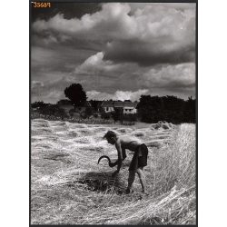   Nagyobb méret, Szendrő István fotóművészeti alkotása. Sarlóval a búzamezőn, 1930-as évek. Eredeti, pecséttel jelzett fotó, papírkép, Agfa Brovira papíron. Dekorációnak, ajándéknak is kiváló. 