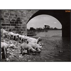  Nagyobb méret, Szendrő István fotóművészeti alkotása. Bárányok a folyóparton, híd, 1930-as évek. Eredeti, pecséttel jelzett fotó, papírkép, Agfa Brovira papíron. Dekorációnak, ajándéknak is kiváló. 