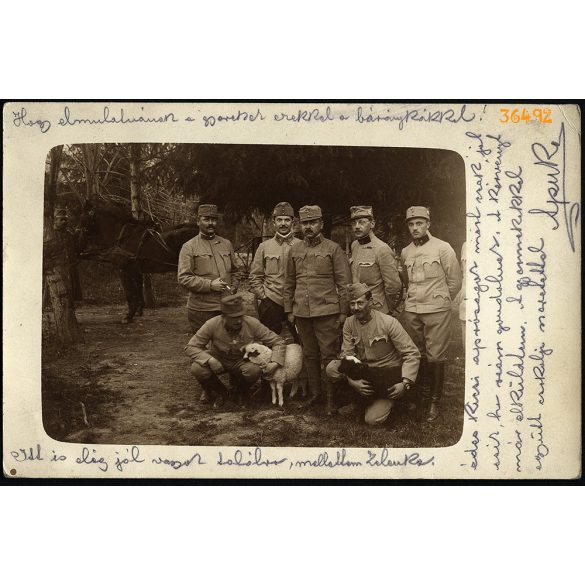 Magyar katonák a táborban bárányokkal, Belgrád, Tábori Posta pecséttel, Szinte László lapja, egyenruha, 1. világháború, 1916. március 24., 1910-es évek, Eredeti fotó, papírkép hátoldalán gyönyörű írás