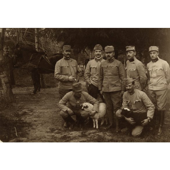 Magyar katonák a táborban bárányokkal, Belgrád, Tábori Posta pecséttel, Szinte László lapja, egyenruha, 1. világháború, 1916. március 24., 1910-es évek, Eredeti fotó, papírkép hátoldalán gyönyörű írás