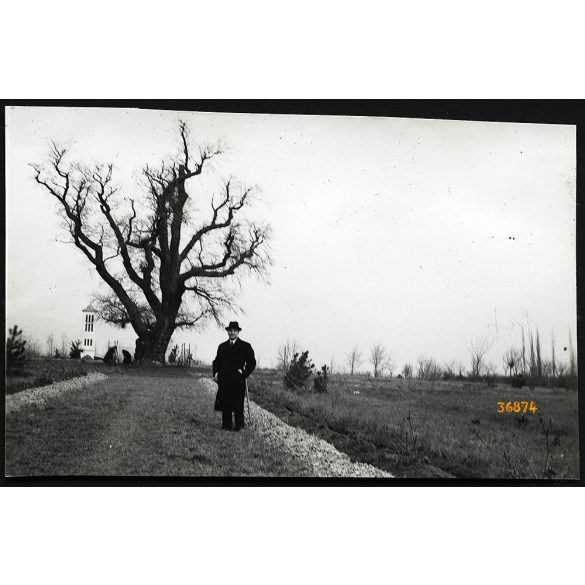 Rákóczi-szilfája, Balatonakarattya, elegáns úr kalapban, Akarattya, helytörténet, Veszprém megye, Horthy-korszak, 1939, 1930-as évek, helytörténet. Eredeti fotó, papírkép, hátulján ragasztásnyomok.   