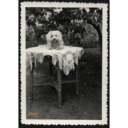   Kutya az asztalon, Vác, a VELOX fotópapírgyártó cég pályázatára beadott fotográfia, hátulján ragasztott VELOX-szelvény a fotográfus adataival, 1940, 1940-es évek, Eredeti fotó, ritka papírkép.