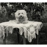 Kutya az asztalon, Vác, a VELOX fotópapírgyártó cég pályázatára beadott fotográfia, hátulján ragasztott VELOX-szelvény a fotográfus adataival, 1940, 1940-es évek, Eredeti fotó, ritka papírkép.