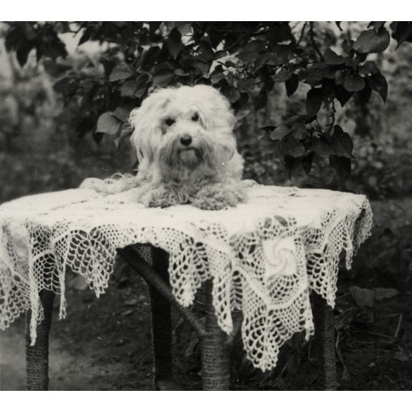 Kutya az asztalon, Vác, a VELOX fotópapírgyártó cég pályázatára beadott fotográfia, hátulján ragasztott VELOX-szelvény a fotográfus adataival, 1940, 1940-es évek, Eredeti fotó, ritka papírkép.