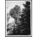 Petőfi Sándor bükkfája, Eperjes, Felvidék, utcakép, Horthy-korszak, természet, növények, fák, helytörténet, 1935., 1930-s évek, Eredeti fotó, papírkép.   