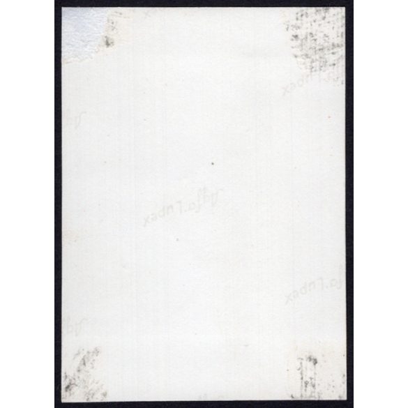 Petőfi Sándor bükkfája, Eperjes, Felvidék, utcakép, Horthy-korszak, természet, növények, fák, helytörténet, 1935., 1930-s évek, Eredeti fotó, papírkép.   