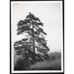   Utazás, Csütörtökhelytől - Sztracenáig, Felvidék, utcakép, Horthy-korszak, természet, 1935., 1930-s évek, Eredeti fotó, papírkép.   