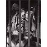 Nagyobb méret, Szendrő István fotóművészeti alkotása, tigris a rácsok mögött, állat, 1930-as évek. Eredeti, pecséttel jelzett fotó, papírkép, Agfa Brovira papíron. 