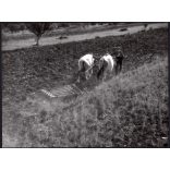 Nagyobb méret, Szendrő István fotóművészeti alkotása, földművelés állatokkal, szürke szarvasmarha, 1930-as évek. Eredeti, pecséttel jelzett fotó, papírkép, Agfa Brovira papíron.