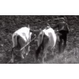 Nagyobb méret, Szendrő István fotóművészeti alkotása, földművelés állatokkal, szürke szarvasmarha, 1930-as évek. Eredeti, pecséttel jelzett fotó, papírkép, Agfa Brovira papíron.