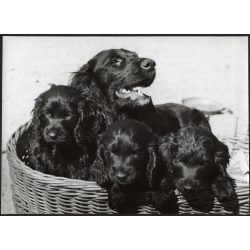   Nagyobb méret, Szendrő István fotóművészeti alkotása, kutyák a kosárban, állatok, 1930-as évek. Eredeti, pecséttel jelzett fotó, papírkép, Agfa Brovira papíron. Dekorációnak, ajándéknak is kiváló.